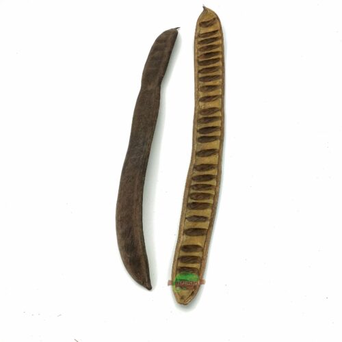 Reptiscape Royal Flame Tree Seed Pods are a great seed pod that you can use in a terrarium, vivarium or aquarium for a natural decor. Reptiscape Royal Flame Tree Seed Pod for reptile terrariums