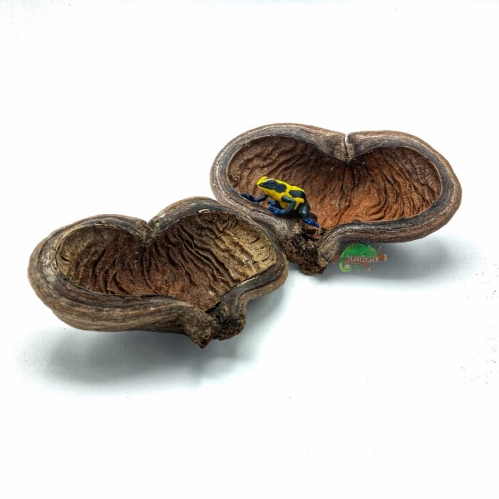 Reptiscape Thelambu Seed Pods - Jungle Pods for terrariums