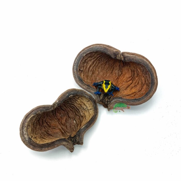 Reptiscape Thelambu Seed Pods - Jungle Pods with Dart Frog