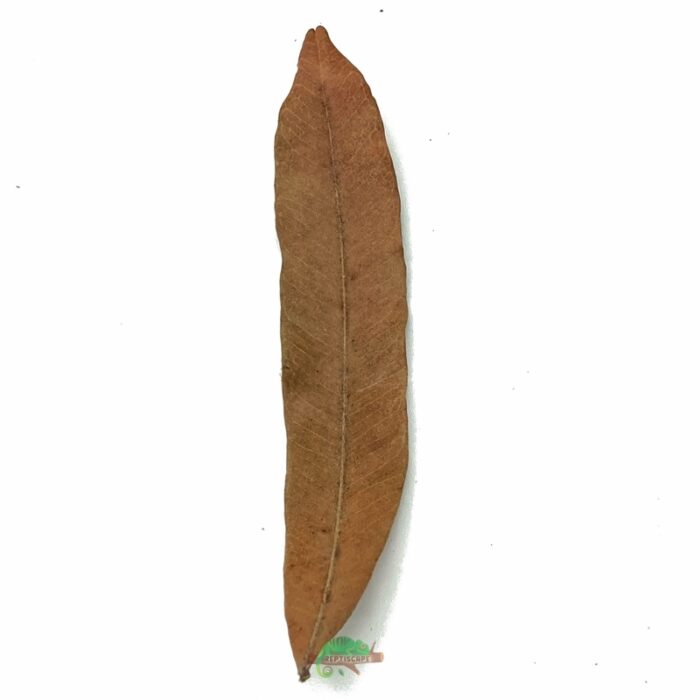 Reptiscape Thika Palm Leaf 1