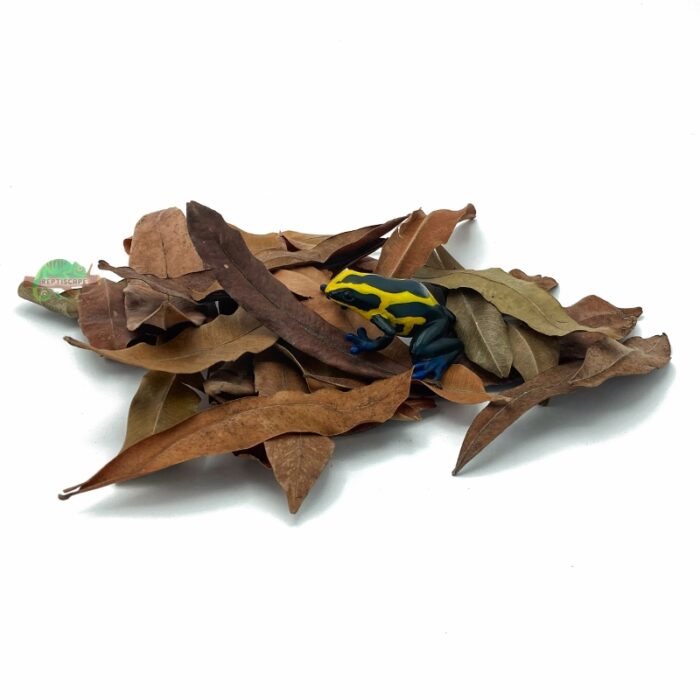 Reptiscape Thika Palm Leaves mix pack with Dart Frog
