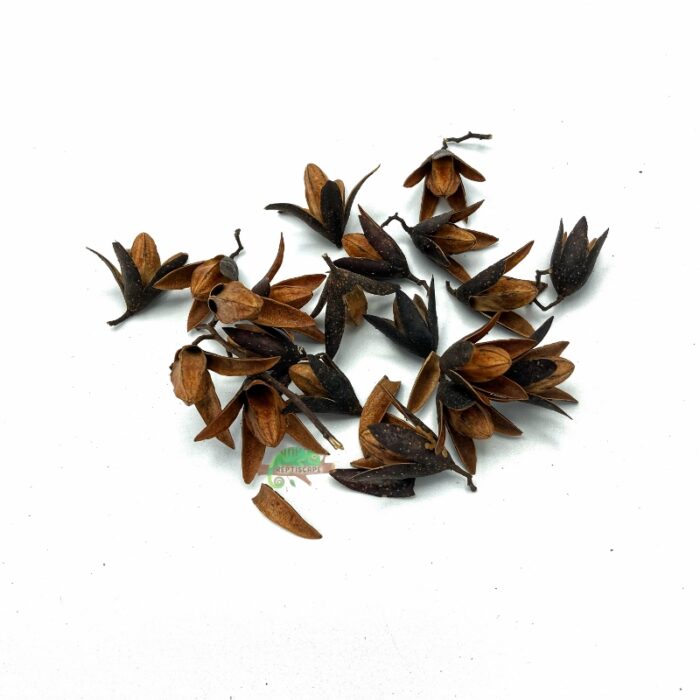 Reptiscape Toona Flower Seed Pods for reptile terrariums